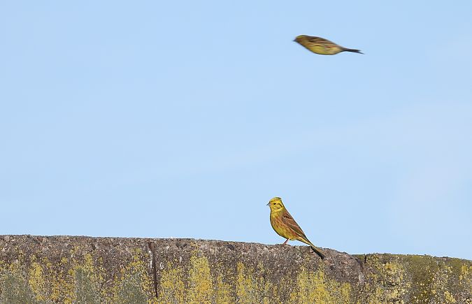 Bruant jaune  - Jarosław Słowikowski