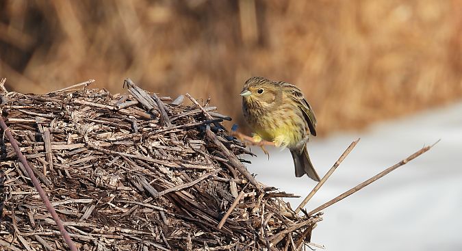 Bruant jaune  - Jarosław Słowikowski