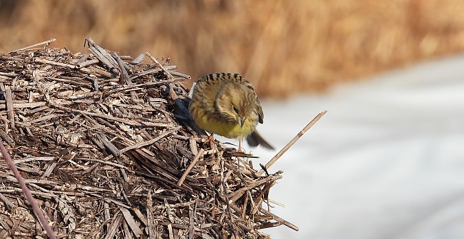 Bruant jaune  - Jarosław Słowikowski