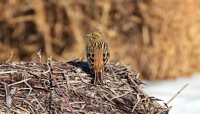 Bruant jaune  - Jarosław Słowikowski