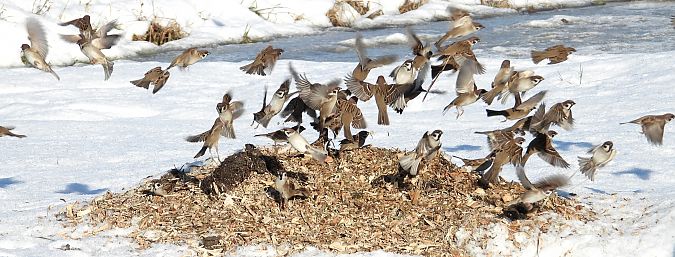 mazurek  - Jarosław Słowikowski