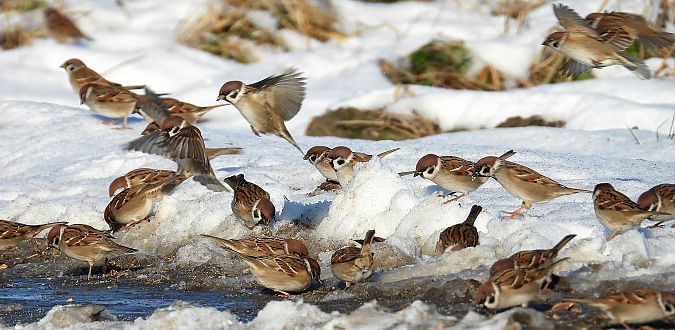 Moineau friquet  - Jarosław Słowikowski