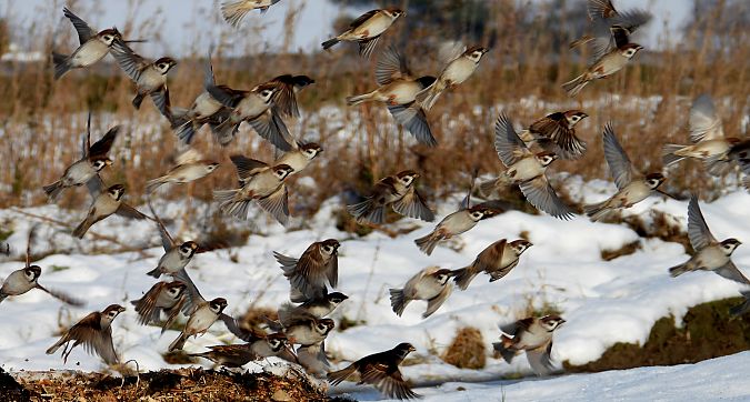 Moineau friquet  - Jarosław Słowikowski