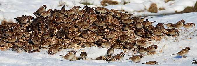 Moineau friquet  - Jarosław Słowikowski