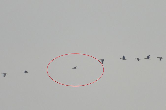 bernikla białolica  - Łukasz Krawczyk