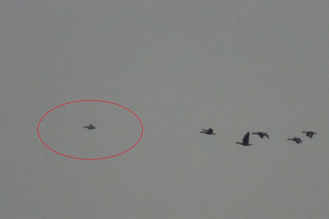 bernikla białolica  - Łukasz Krawczyk