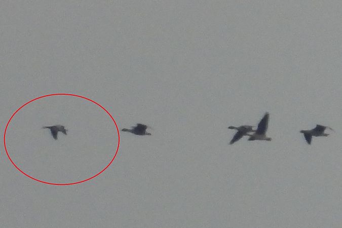 Bernache nonnette  - Łukasz Krawczyk