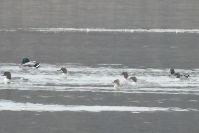 szlachar  - Łukasz Krawczyk