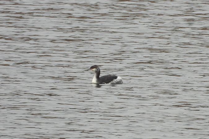 perkoz rogaty  - Łukasz Krawczyk