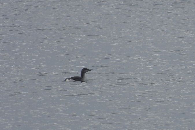 Black-throated Loon  - Łukasz Krawczyk