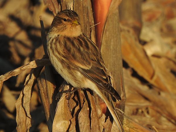 rzepołuch  - Andrzej Lipiński