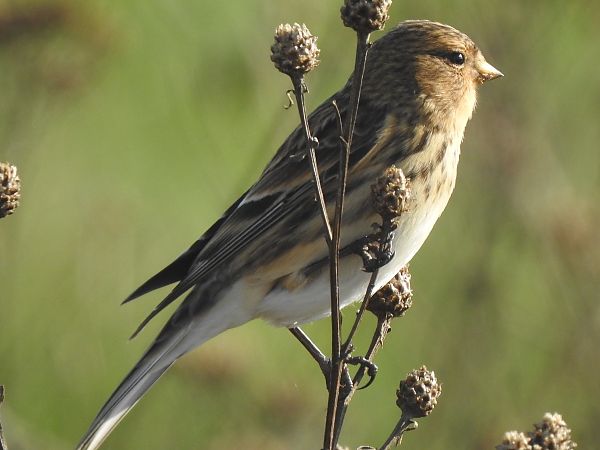 Linotte à bec jaune  - Andrzej Lipiński