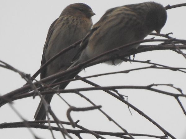 rzepołuch  - Andrzej Lipiński