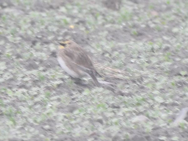 górniczek  - Andrzej Lipiński