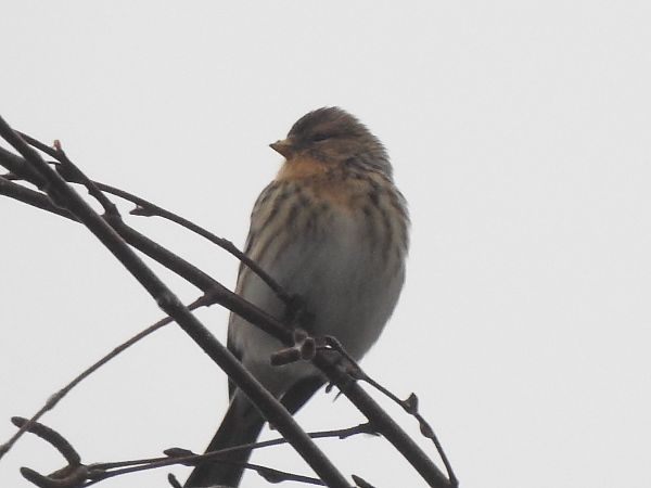 rzepołuch  - Andrzej Lipiński