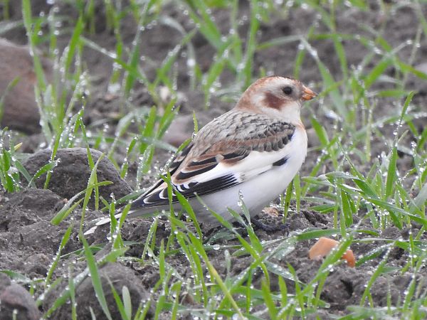 śnieguła  - Andrzej Lipiński