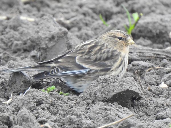 rzepołuch  - Andrzej Lipiński