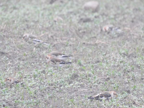 śnieguła  - Andrzej Lipiński