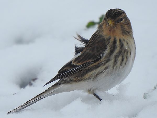 rzepołuch  - Andrzej Lipiński