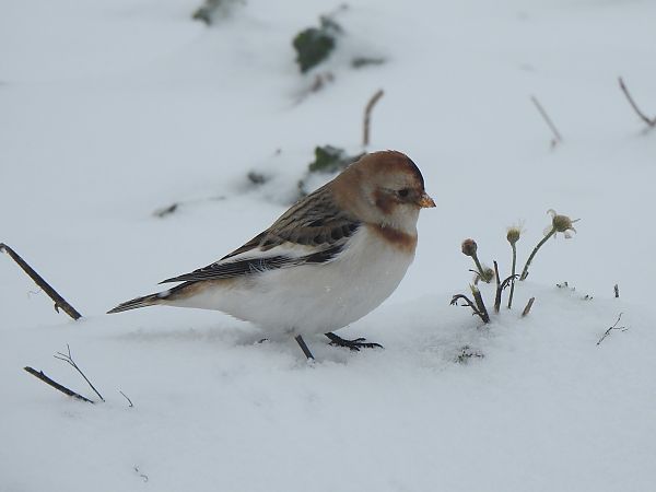 Schneeammer  - Andrzej Lipiński