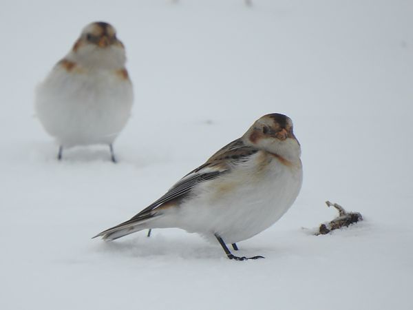 Schneeammer  - Andrzej Lipiński