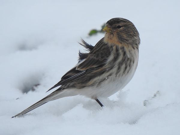 Berghänfling  - Andrzej Lipiński