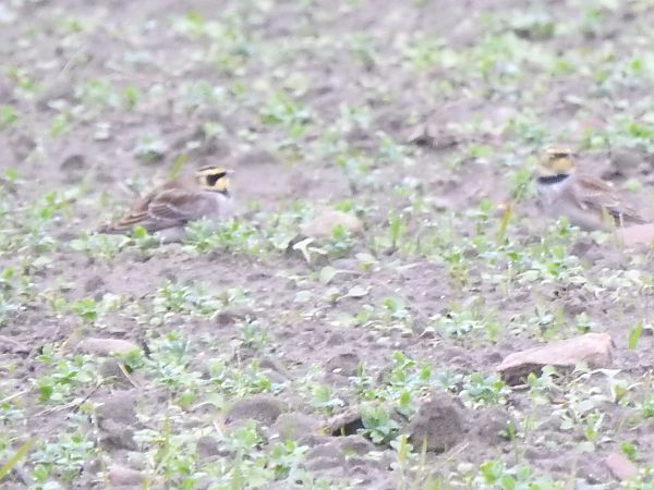 górniczek  - Andrzej Lipiński