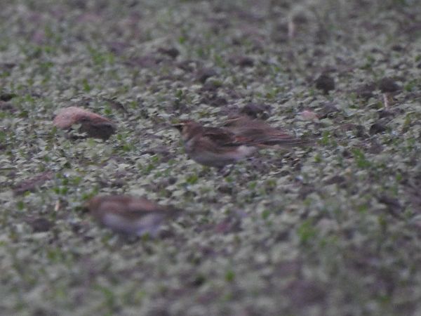 górniczek  - Andrzej Lipiński