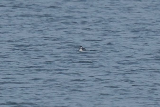 perkoz rogaty  - Katarzyna Kąciak