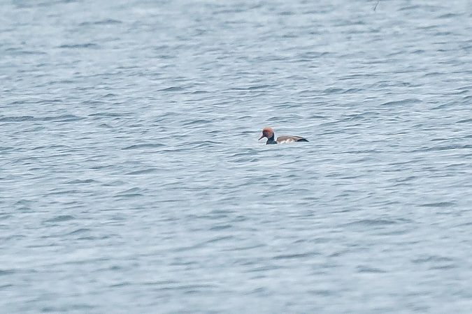 hełmiatka  - Katarzyna Kąciak