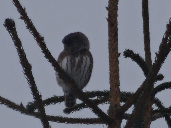 Chevêchette d'Europe 