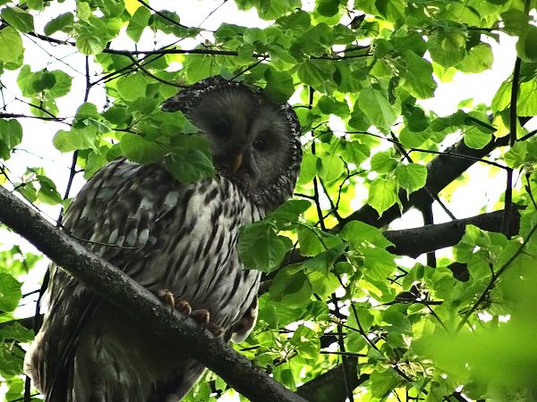 Ural Owl 