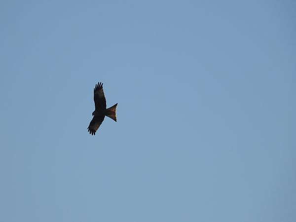 kania ruda  - Paweł Ratajczak