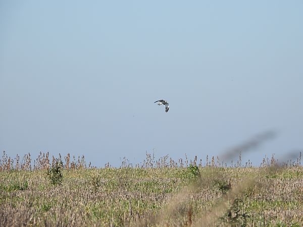 błotniak zbożowy  - Paweł Ratajczak