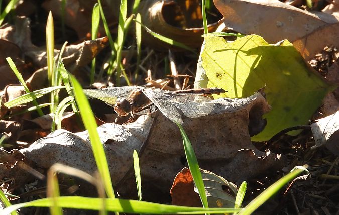 szablak późny  - Paweł Ratajczak