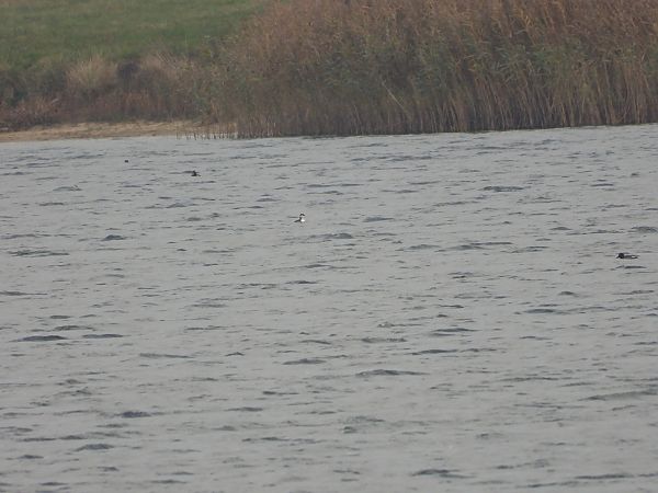 perkoz rogaty  - Paweł Ratajczak