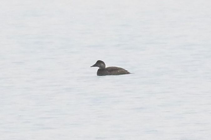 markaczka  - Tomasz Folta