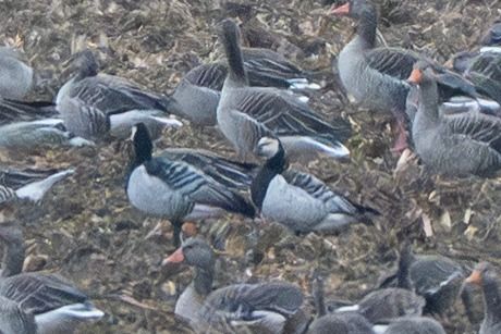 bernikla białolica  - Piotr Kosidło