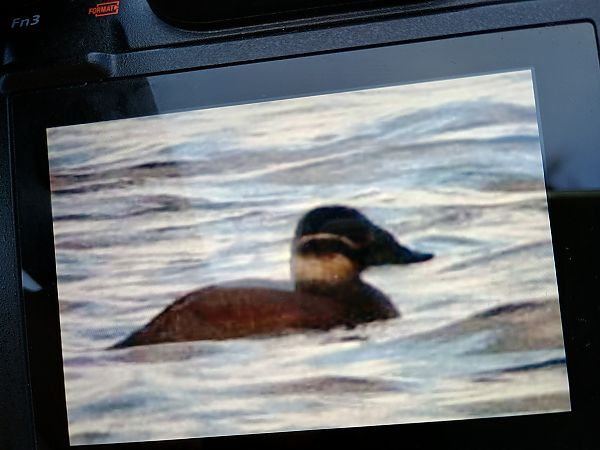 sterniczka  - Piotr Kosidło