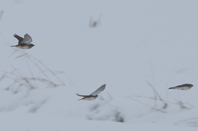 górniczek  - Piotr Kosidło