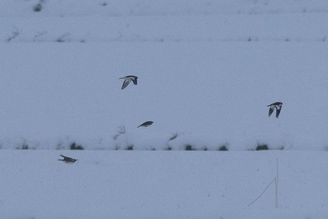 śnieguła  - Piotr Kosidło