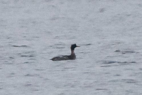 szlachar  - Piotr Kosidło