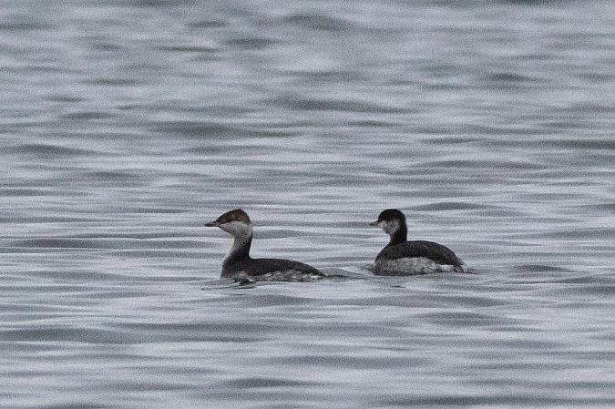 perkoz rogaty  - Piotr Kosidło