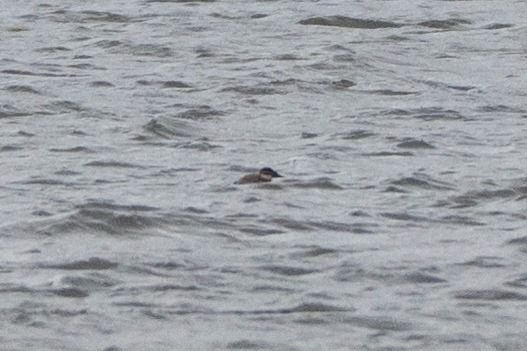 White-headed Duck  - Piotr Kosidło