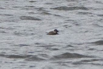 sterniczka  - Piotr Kosidło