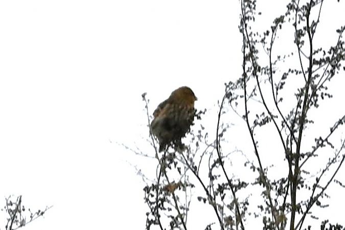 rzepołuch  - Mariusz Godlewski