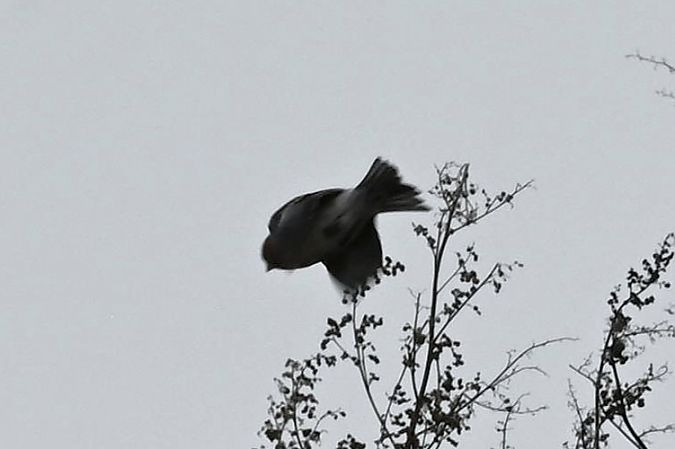 rzepołuch  - Mariusz Godlewski