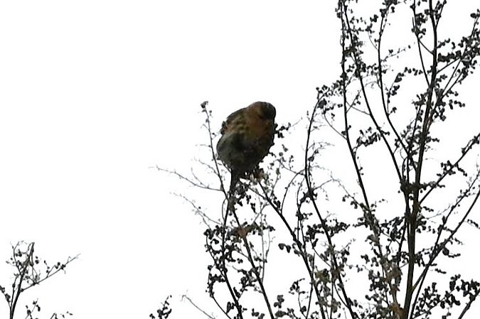 rzepołuch  - Mariusz Godlewski