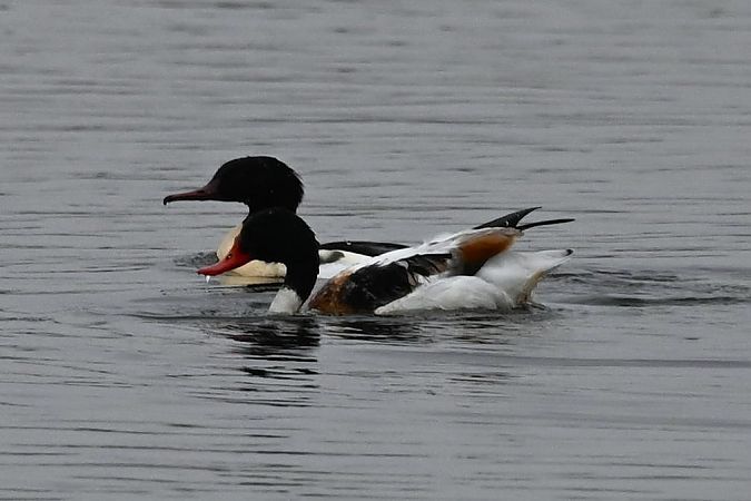 ohar  - Mariusz Godlewski