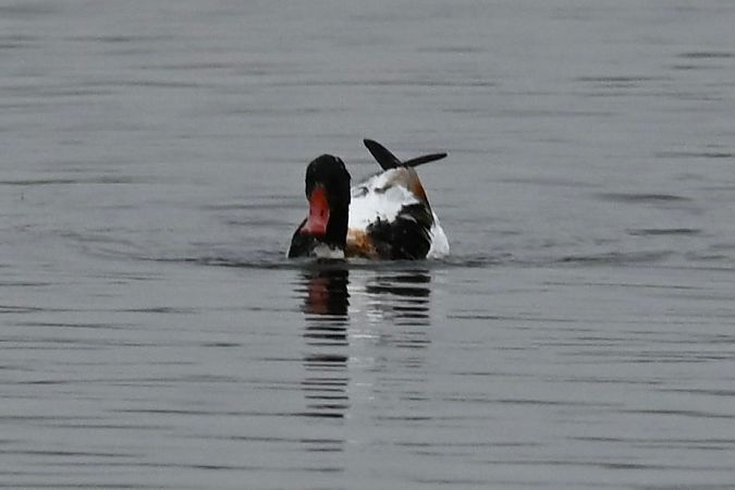 Tadorne de Belon  - Mariusz Godlewski